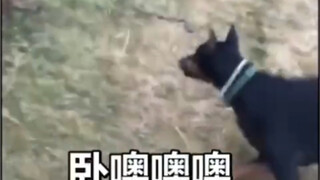 狗子真帅啊