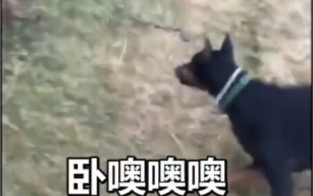狗子真帅啊