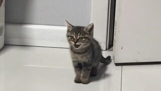 يا قطة، ماذا تقولين للكلب