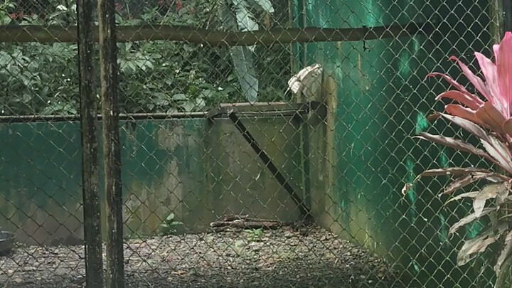 philippine eagle farm