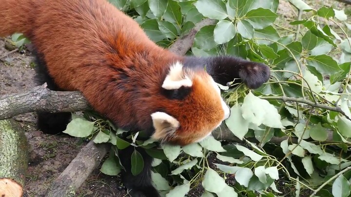 Red Panda eat berries