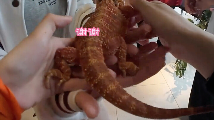 Dari mana belalang sembah ini berasal? #hewaneksotis #reptilpeliharaan #jampeliharaanlambat #hewanlu