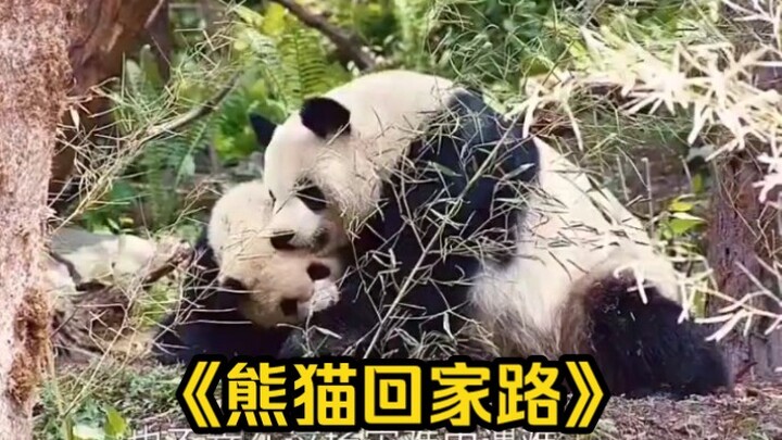 A boy rescued a baby panda, then tearfully reunited it with its mother!