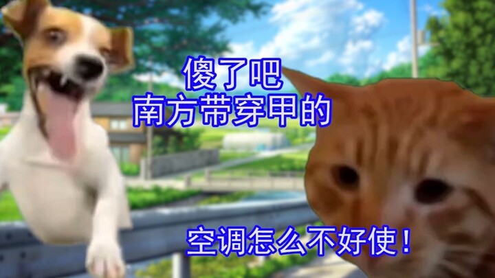 东北人在南方冻死 | 猫meme