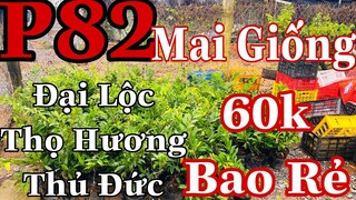 Mai vàng chơi tết p82 | 0377022714 Long | Thủ Đức cúc thọ hương- đại lộc đồng giá 60k 5c bao ship