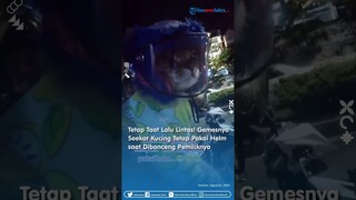 Tetap Taat Lalu Lintas! Gemesnya Seekor Kucing Tetap Pakai Helm saat Dibonceng Pemiliknya