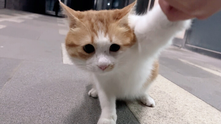 捡了个猫，它想跟我回家……