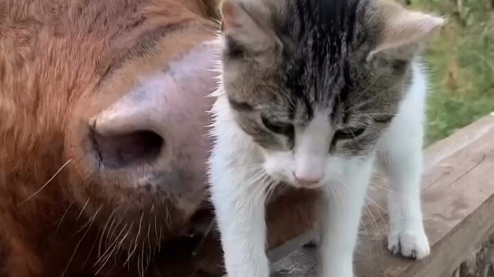 You totally got it wrong 😿