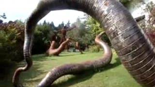 Biggest Snake of the World for Sale, 25 000 €.flv