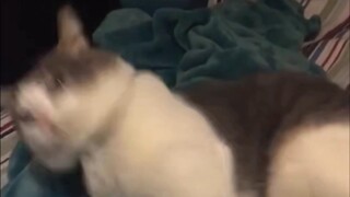 "Nó yêu tôi! Nó thậm chí còn không thèm giơ móng vuốt lên đánh tôi!"