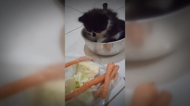 kucing lucu 🤩😍🥰