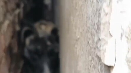 ช่วยกันคิดหน่อยสิ ทำยังไงถึงจะช่วยเจ้าหมาออกมาได้? หมาที่หล่อที่สุดในหมู่บ้านนี้เลย!