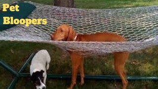 💥Funniest Pet Bloopers😂🙃💥 of 2020 | Funny Animal Videos💥👌