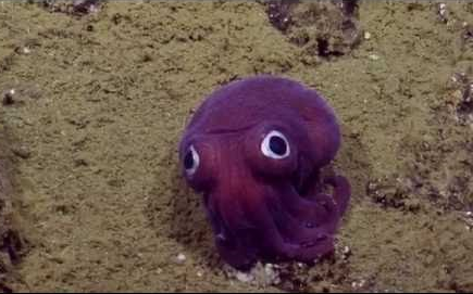 无辜小乌贼惨遭潜水员围观