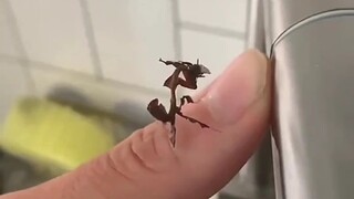 Praying mantis hunting show: a wonderful performance in nature