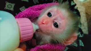 Tiny adorable Luca is enjoys drinking milk at night time