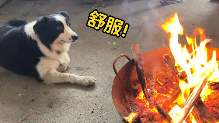Border Collie: You silly Husky, why are you afraid of fire!