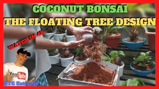 HOW TO REPOT | LEAF MAINTENANCE DEMO | COCONUT BONSAI IDEAS | Floating Tree Design