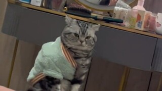 The weirder the cat, the more people love it!