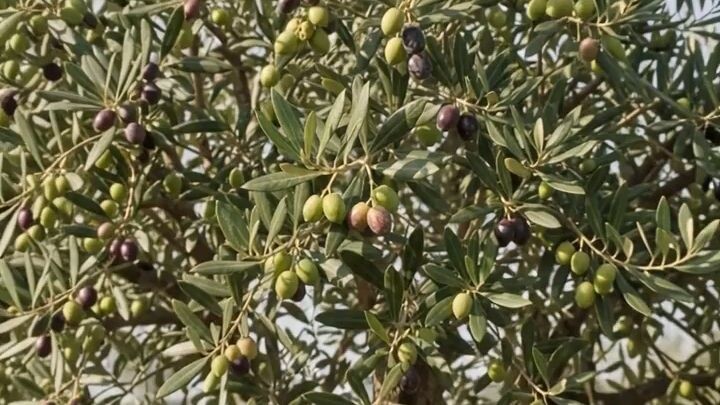 From Olive Seed to a Fruitful Olive Tree 🌱🫒 | Amazing Growth Journey