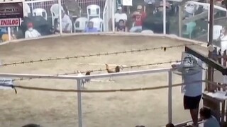 7Stags Derby 8M Guarantee. 2nd fight ClaretDom na leeg na naman muntik na, Good lose.