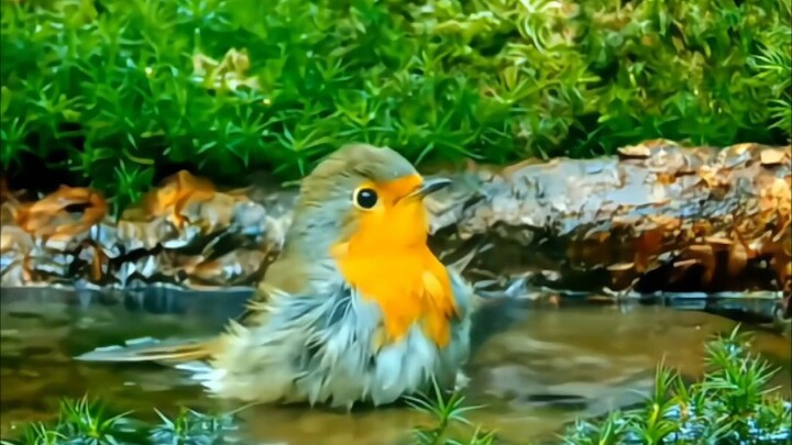 Capturing Moments of Different Birds Taking Baths