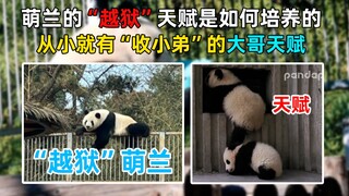 The reason why Menglan likes "prison break" is found! He has been taking in younger brothers since h