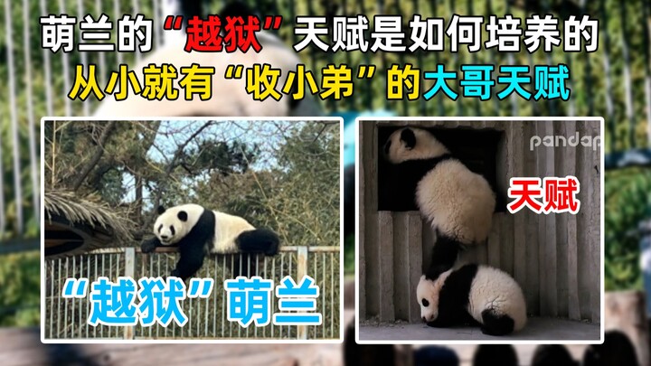 The reason why Menglan likes "prison break" is found! He has been taking in younger brothers since h
