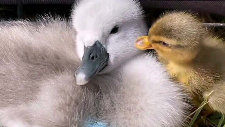 Vịt con và thiên nga con luôn bên nhau không rời