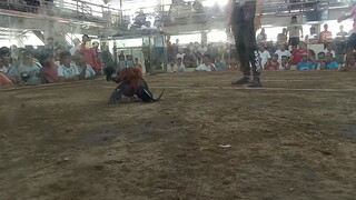 talo tayo ulit