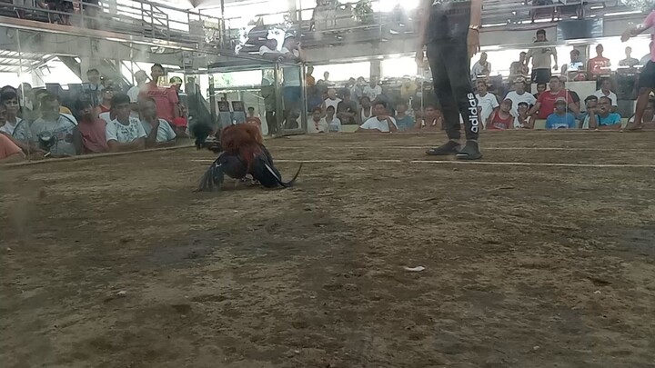 talo tayo ulit