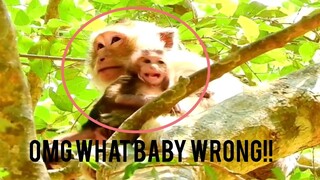 OMG What Baby Wrong!!, Baby Monkey Look Uncomfortable What Happened To Baby?