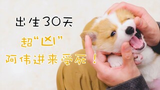 满月小奶基，对铲屎官又咬又踢又啃，凶的不得了，可怕！
