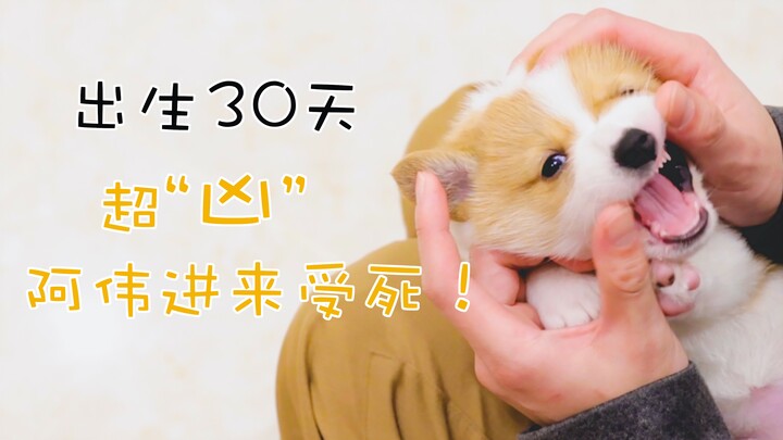 满月小奶基，对铲屎官又咬又踢又啃，凶的不得了，可怕！