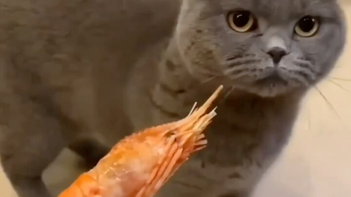 แมวของฉัน