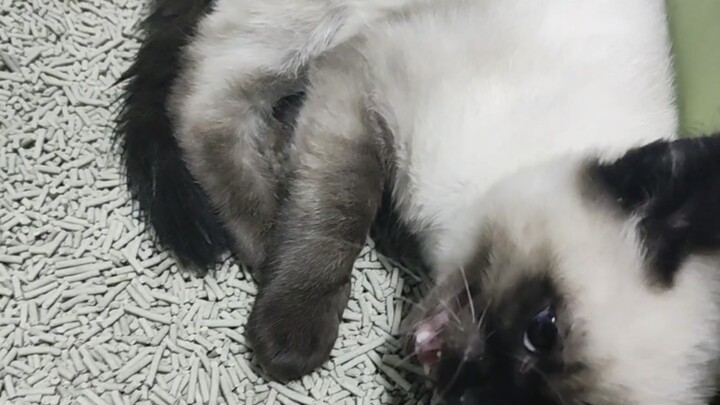 เมื่อคุณเชื่อตำนานแมวแสนดีบนอินเทอร์เน็ต แล้วลองเลี้ยงแมวสยามสักตัว