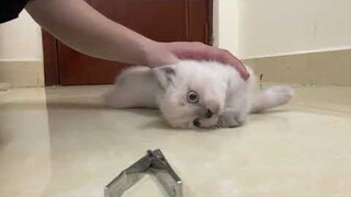 Cùng chơi với bé mèo ALN Hyma tai cụp Milo