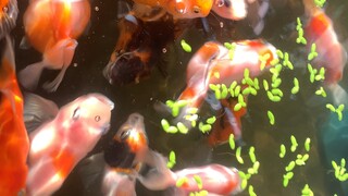 ranchu bơi trong bể nước