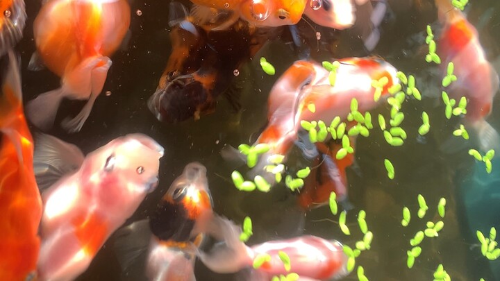 ranchu bơi trong bể nước