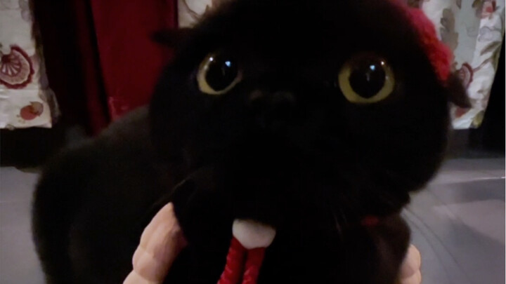 Is this little black cutie from Cat Planet?