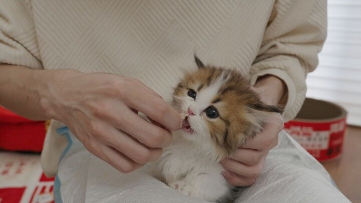 The Difference Between Administering Medicine to a Silly Cat and a Smart Cat