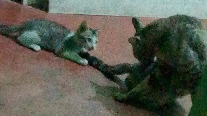 Cat Fighting