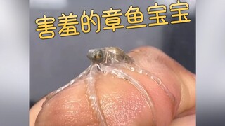 养章鱼当宠物是什么体验？感觉情绪价值拉满了~