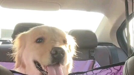 Dogzi: This is what “pushing-back” feels like. Netizen: So Dogzi’s feelings don’t matter?
