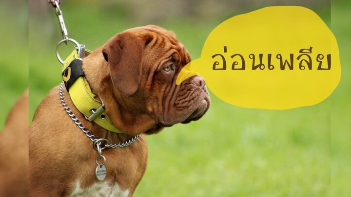 ต้องรู้!! สุนัขอาเจียนเกิดจากอะไร หมาอ้วกรักษาอย่างไร by Thai Pet Academy