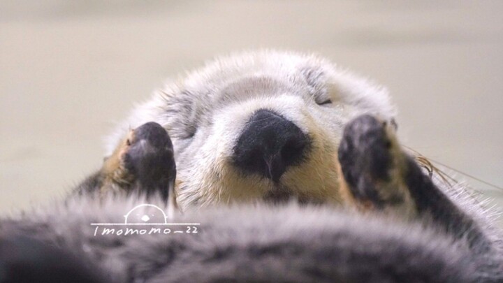 【นากทะเล】มือน้อยน่ารักที่ทั้งน่าเอ็นดูและคล่องแคล่ว