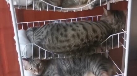 ครอบครัวต้องเป็นหนึ่งเดียวกัน! เจ้าเหมียวพ่อและลูกสาวสามตัวกับลูกชายหนึ่งตัว คุณป้าๆ มาทายกันหน่อยว่