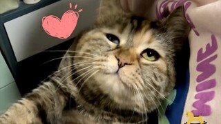 Kucing kecil malang yang menjual pesonanya