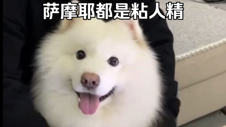 萨摩耶都是粘人精！