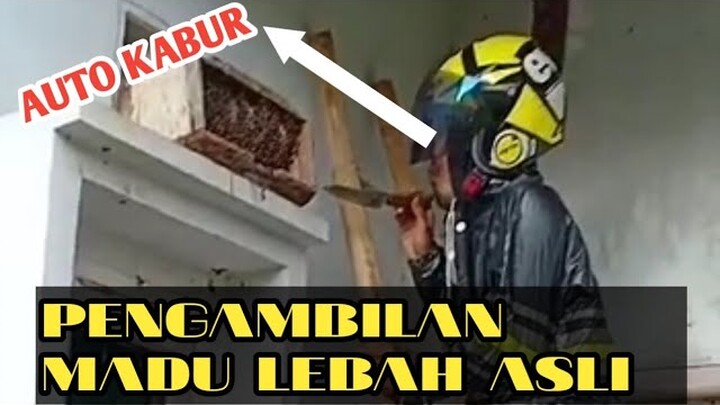 Cara ngambil madu lebah ||| dengan cara gokil